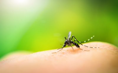 6 Ways to Repel Mosquitoes from Your Property